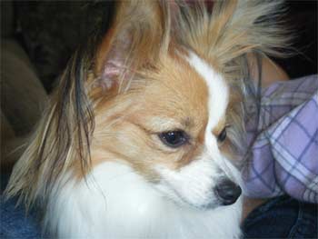 papillon mikowski
