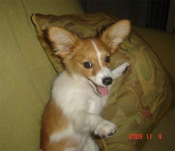 papillon minor2
