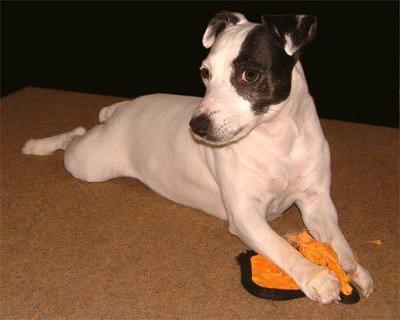 parsonrussellterrier walker