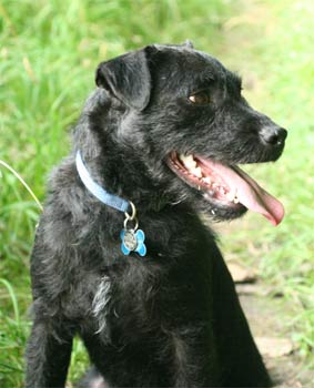 patterdaleterrier wylie
