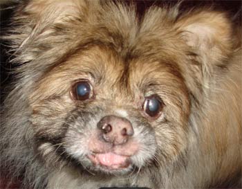 peekapom campbell