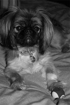 pekingese barnard