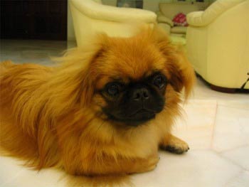 pekingese maher