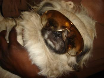 pekingese vonnie