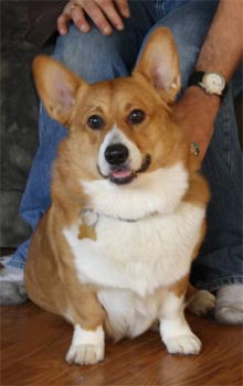 pembrokewelshcorgi appel