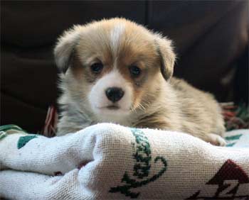 pembrokewelshcorgi bearden