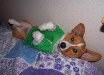 pembrokewelshcorgi gunter