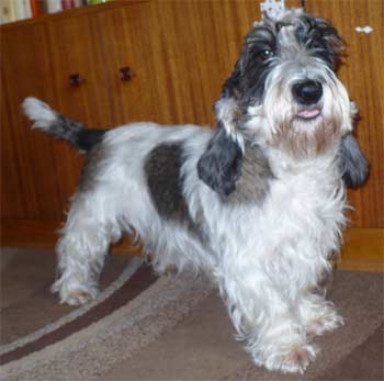 petitbassetgriffonvendeen urbankova