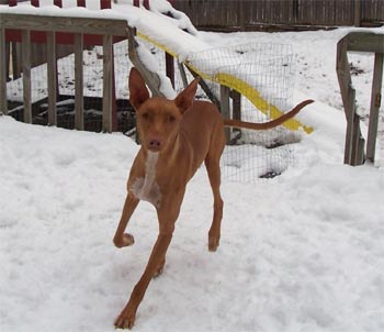 pharaohhound miller