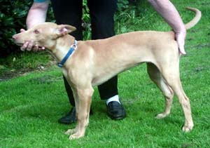 pharaohhound smith