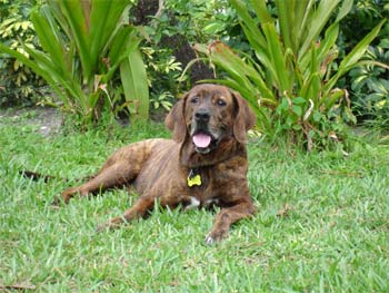 plotthound donahue