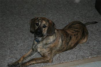plotthound holt