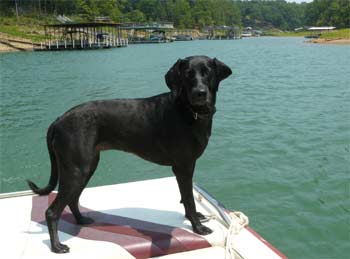 plotthound johnson