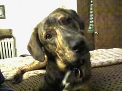 plotthound slootmaker