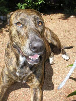 plotthound well