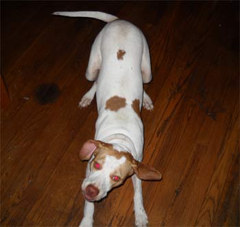 pointer crandall