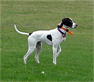 pointer culpepper