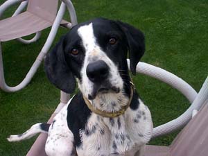 pointer goublaye
