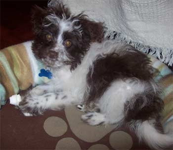 pomapoo buono