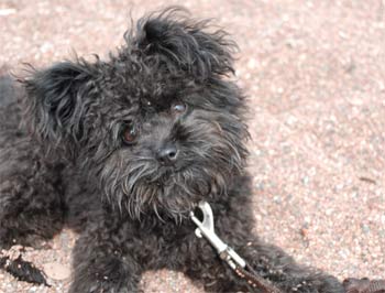 pomapoo jennifero