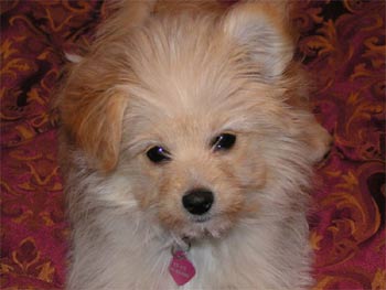 pomapoo taplett