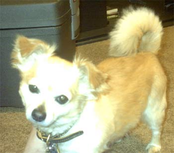 pomchi kloos
