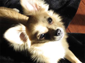 pomchi padilla