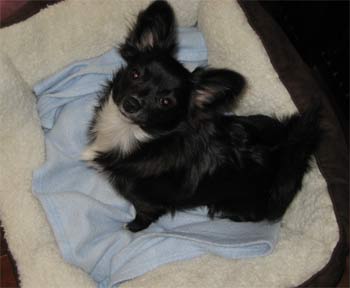 pomchi padilla2