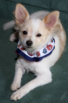 pomchi scott3
