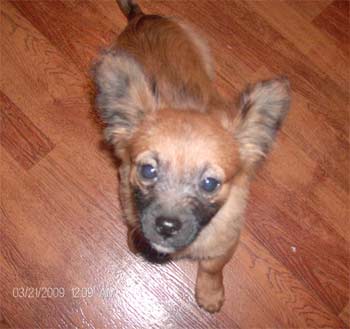 pomchi tackett
