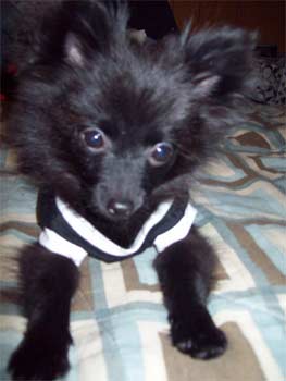 pomeranian cockrell