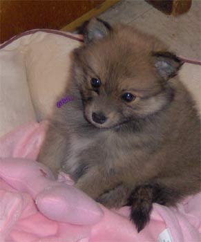 pomeranian hughey