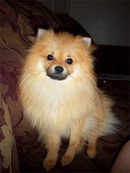 pomeranian kelly