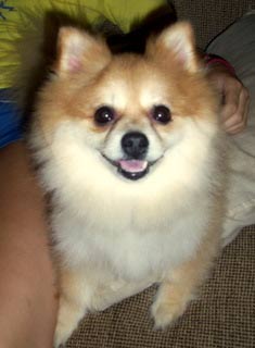 pomeranian krous