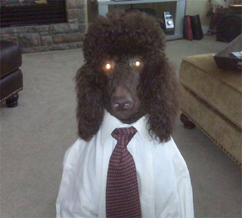poodle jade