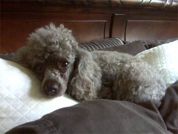 poodle jeannem