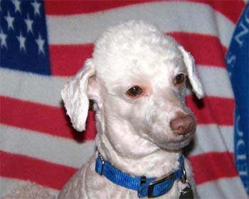 poodle nakai