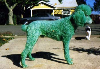 poodle thurman