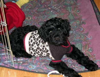 portuguesewaterdog jhill