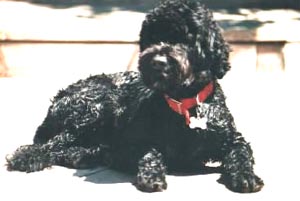 portuguesewaterdog mather