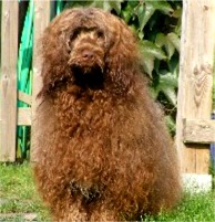 portuguesewaterdog scholz3