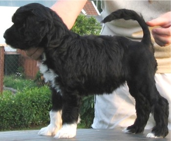 portuguesewaterdog svard