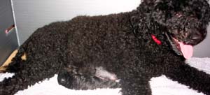 portuguesewaterdog wiley