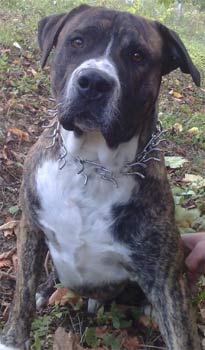 presacanario nermin