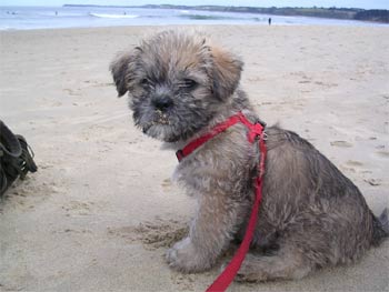 pugapoo davies