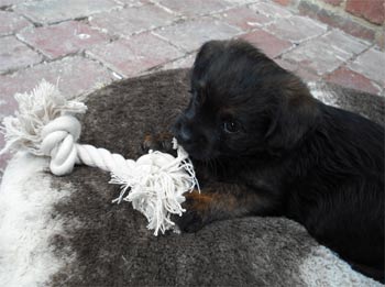 pugapoo elise