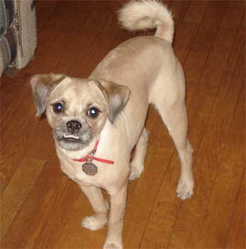 pugapoo emmak