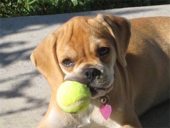 puggle ruebel