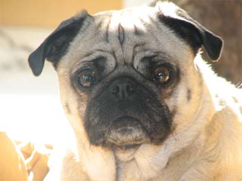 pug bowen
