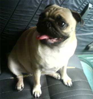 pug george